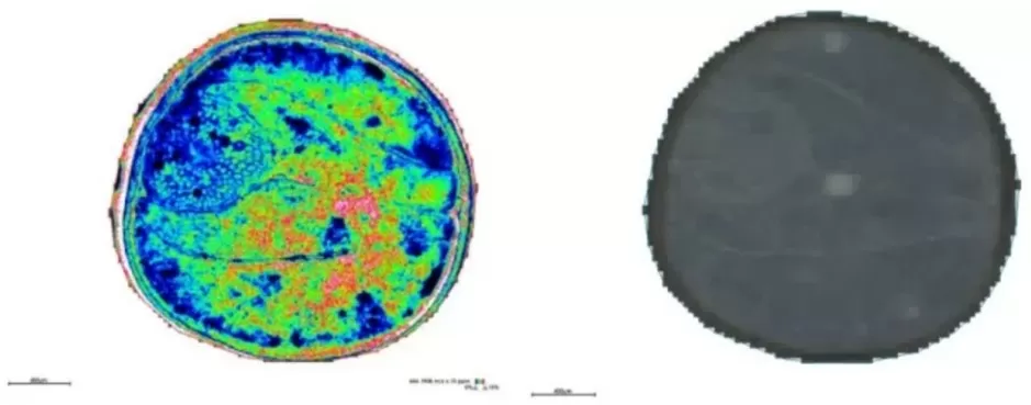 Spatial distribution and segmentation mapping of metabolites m/z 464.1908 at 5 μm resolution